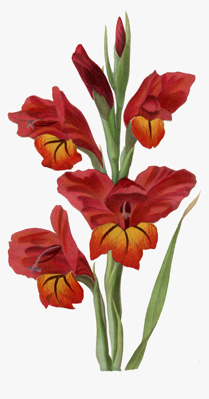 Transparent Gladiolus Png - Gladiolus Png, Png Download