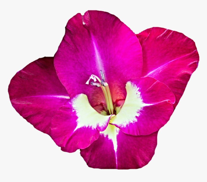 Download Gladiolus Png Free Download - Clip Art Free Gladiolus, Transparent Png
