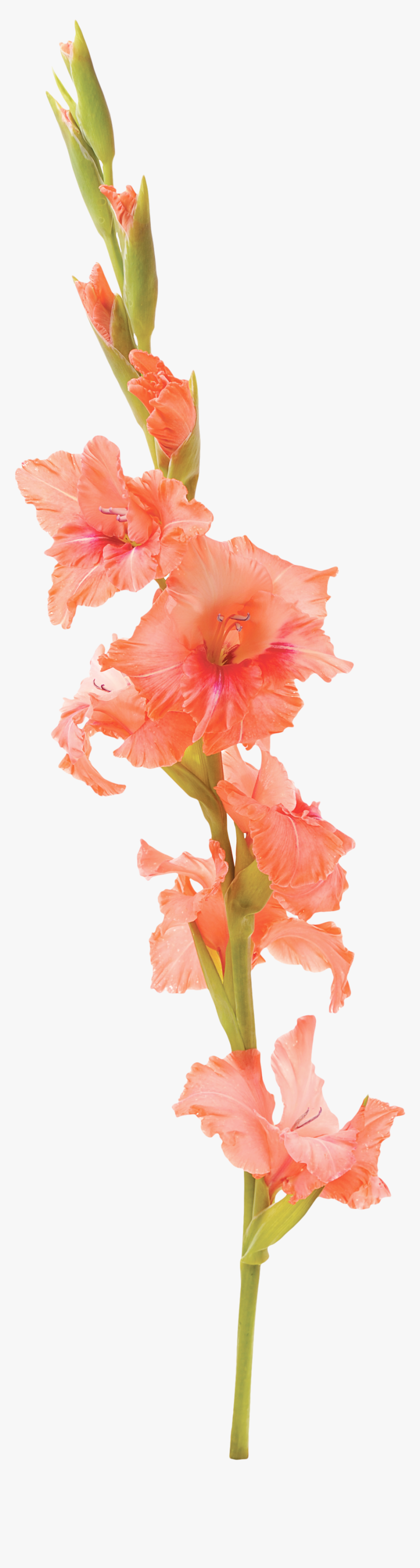 Clip Art Gladiolus Flower Tattoo - Watercolor Gladiolus Flower Tattoo, HD Png Download
