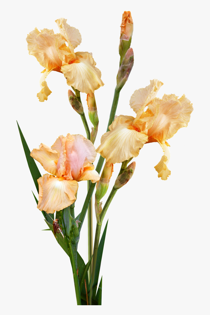 Transparent Gladiolus Png - Iris, Png Download