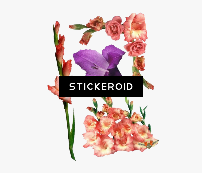 Gladiolus Flowers Nature - Gladiolus Flower, HD Png Download