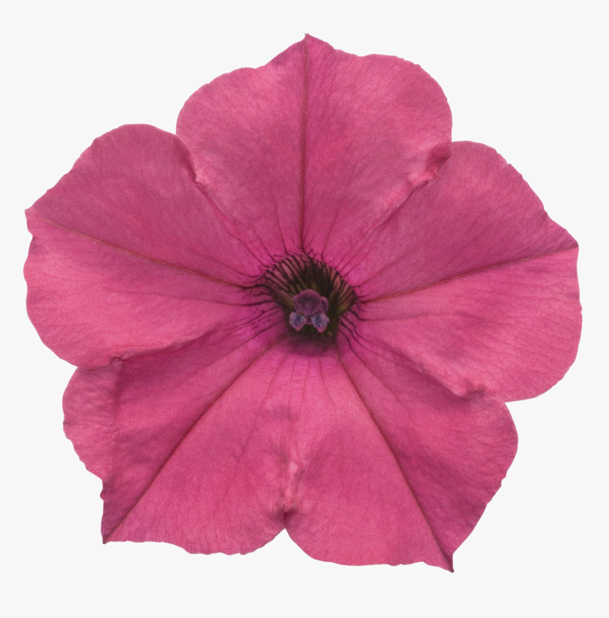 Petunia Png Hd - Png Petunia, Transparent Png