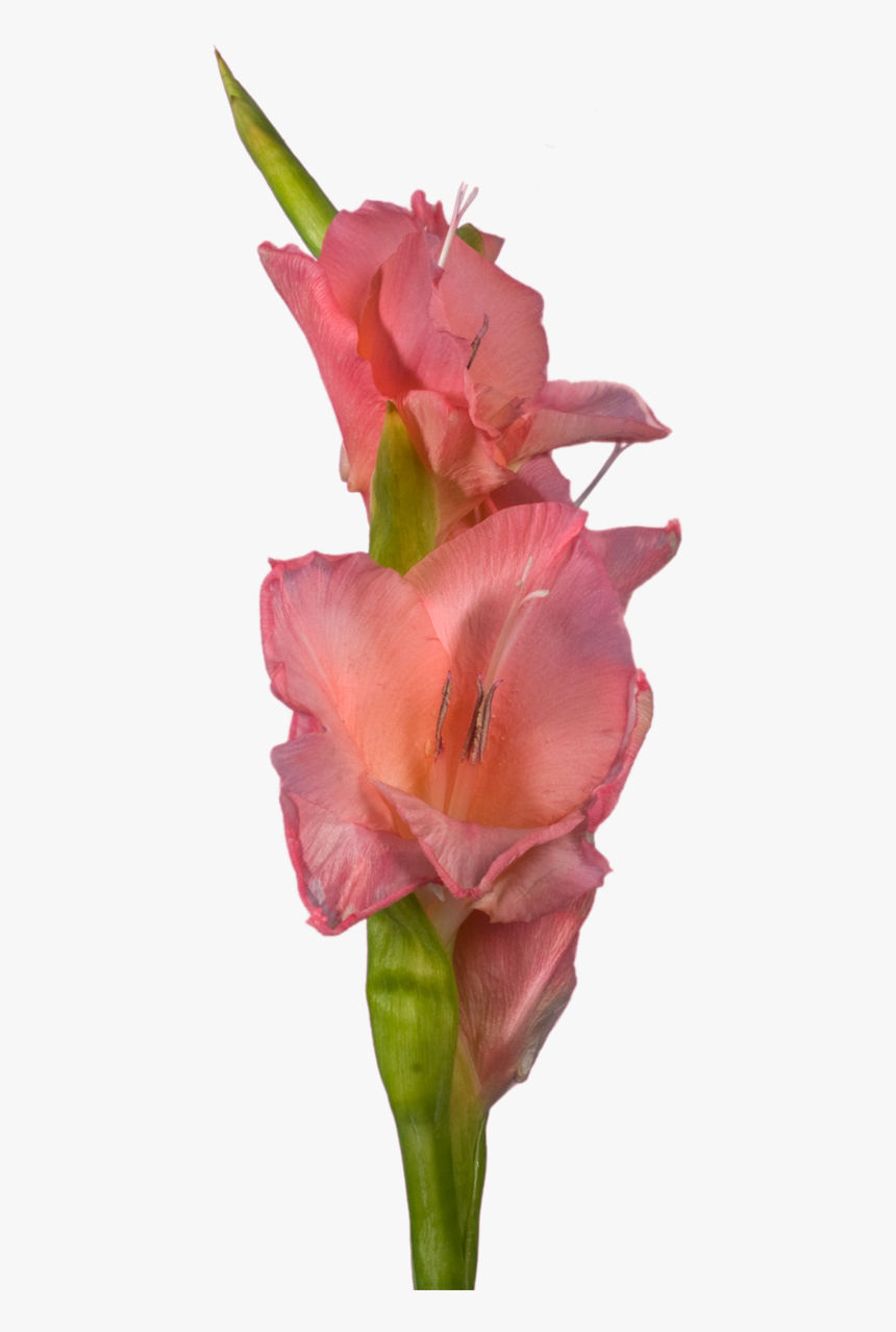 Gladiolus, HD Png Download