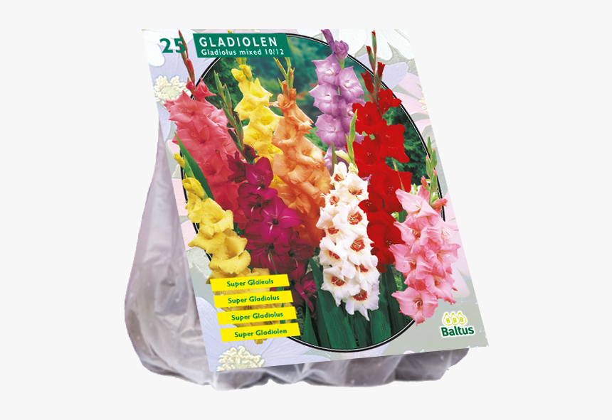 Tulip, HD Png Download