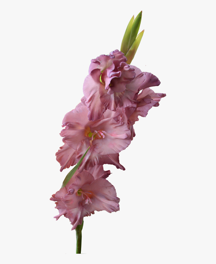 #flower #gladiolus #freetoedit - Gladiolus Png, Transparent Png