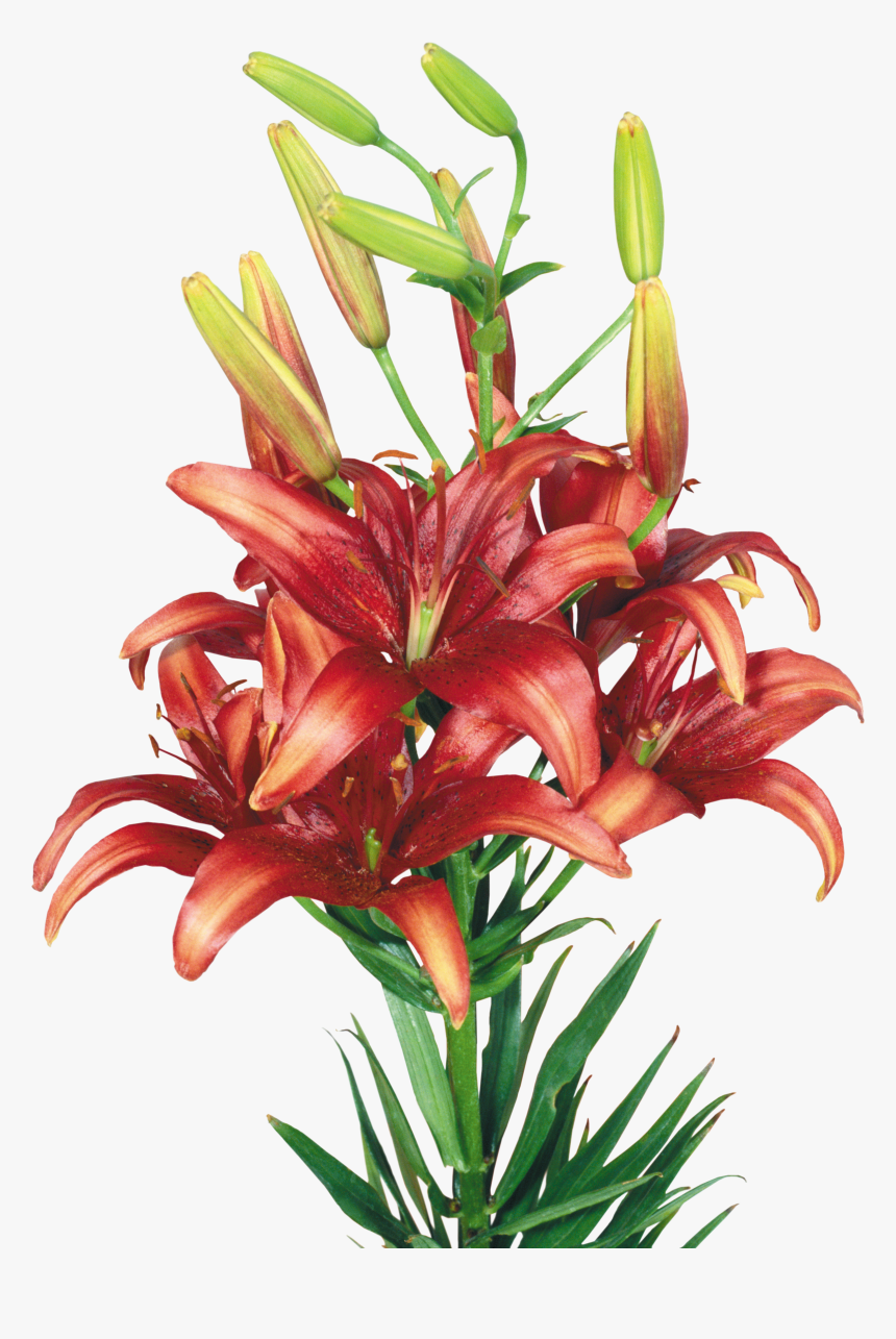 Lilium Png - Lily, Transparent Png
