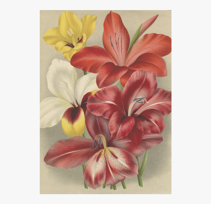 Lily, HD Png Download