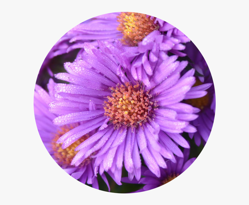 New York Aster, HD Png Download