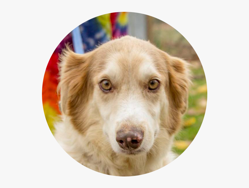Companion Dog, HD Png Download