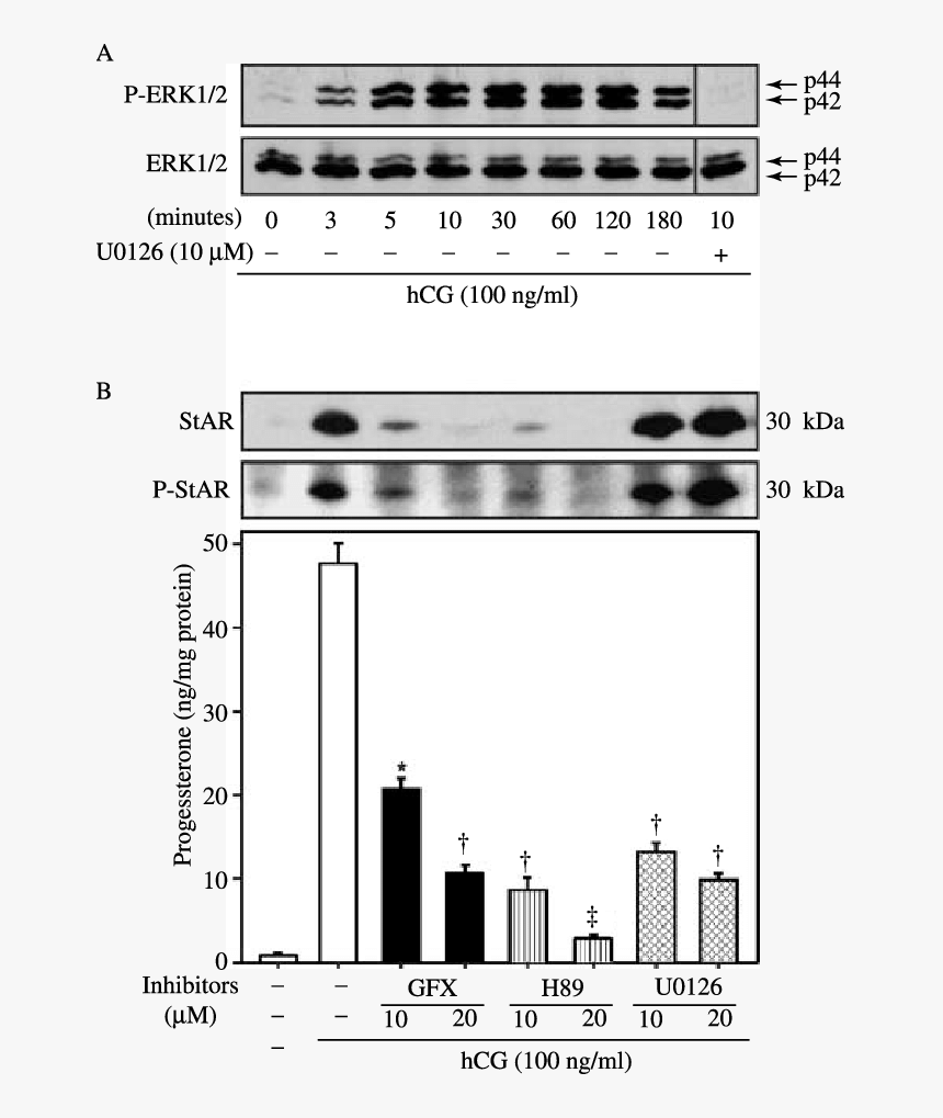 Monochrome, HD Png Download