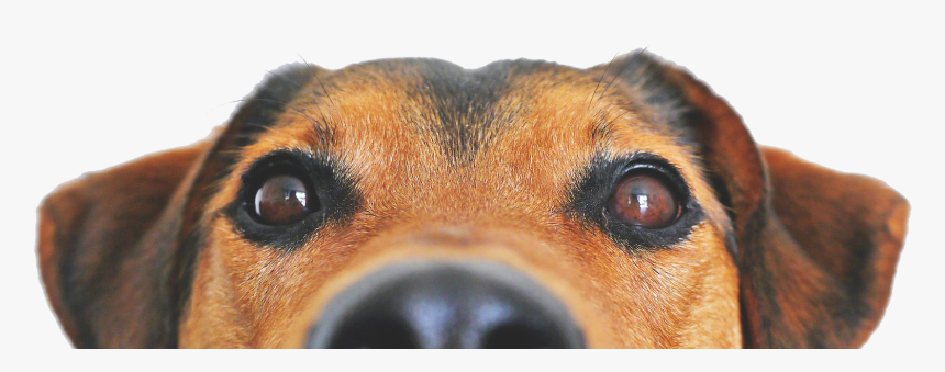 Dog, HD Png Download