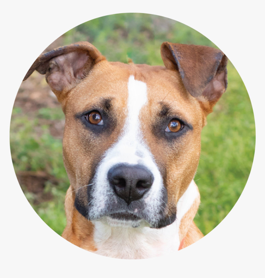 Satchel - Companion Dog, HD Png Download