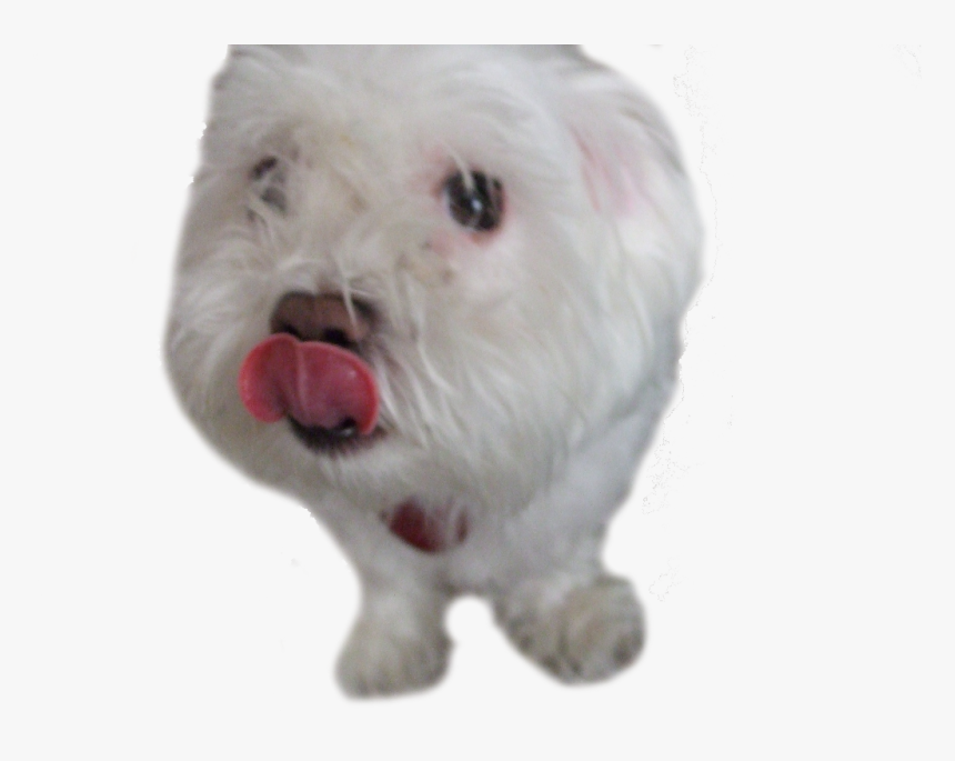 Princeton Tounge On Nose - Domestic Pig, HD Png Download