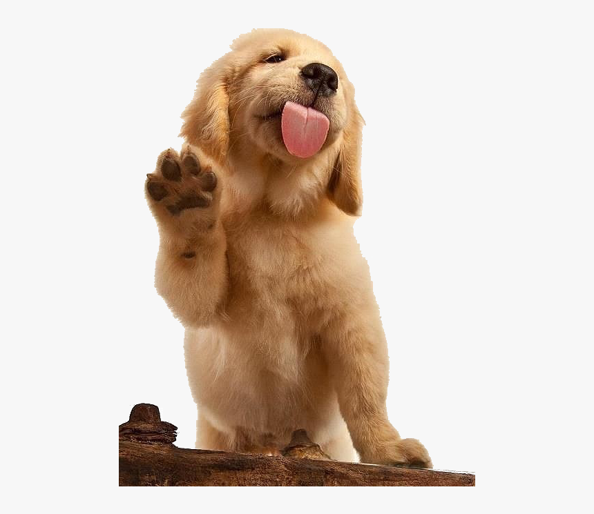 Golden Retriever Waving, HD Png Download