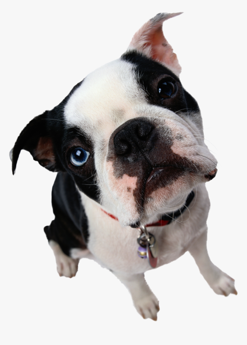 Dog Png - Jeff Lorber Heard That Album, Transparent Png