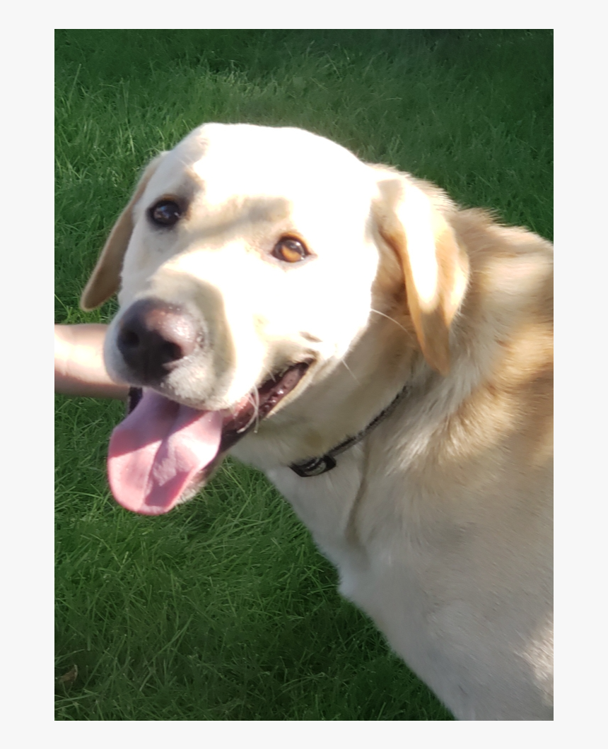 Labrador Retriever, HD Png Download