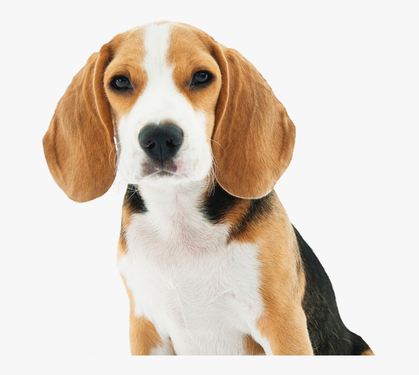 Dog - Small Dogs Breed, HD Png Download