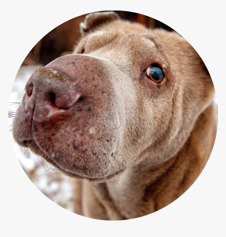 Companion Dog, HD Png Download