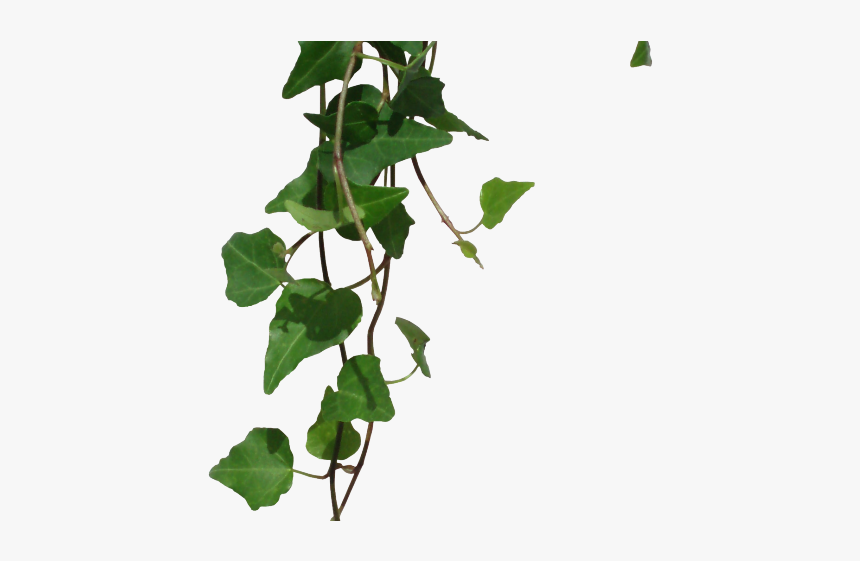 Vine Png, Transparent Png