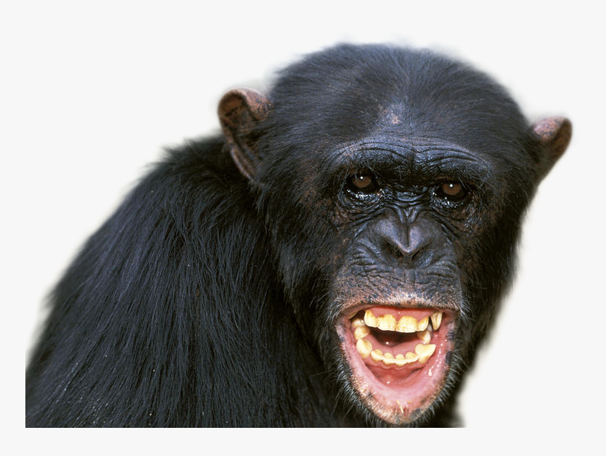 Chimpanzee Png Image - Chimpanzee Alpha Male, Transparent Png