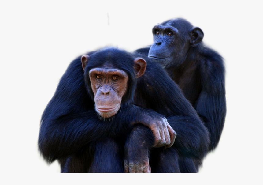 Chimpanzee Png Image - Free Chimpanzee, Transparent Png