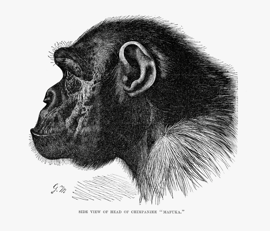 Chimpanzee Head - Chimpanzee Profile, HD Png Download