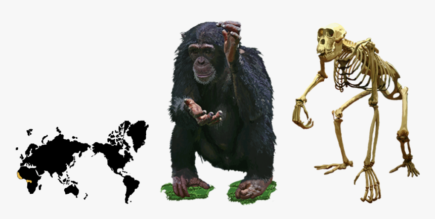 Chimpanzee Worksheet, HD Png Download