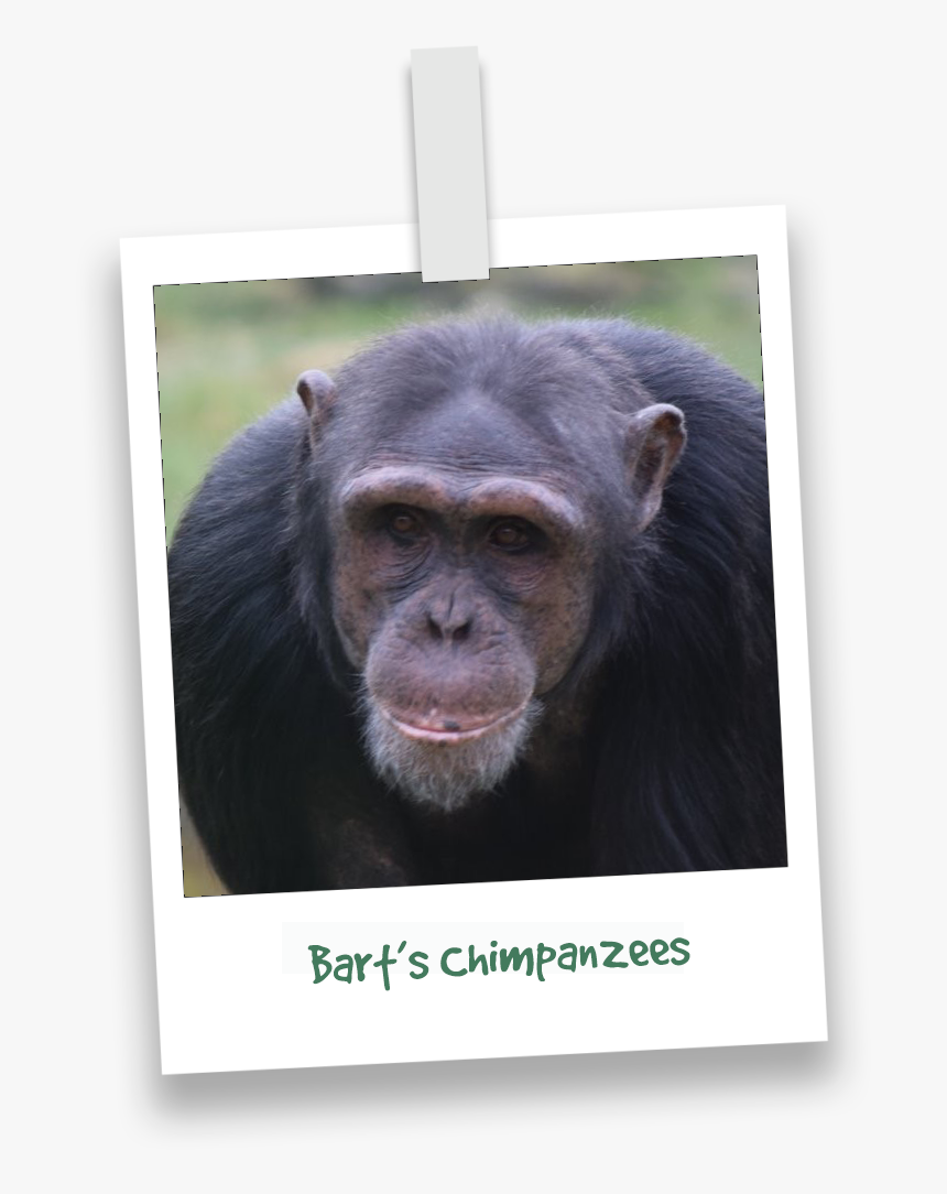 Monkey World Bart, HD Png Download