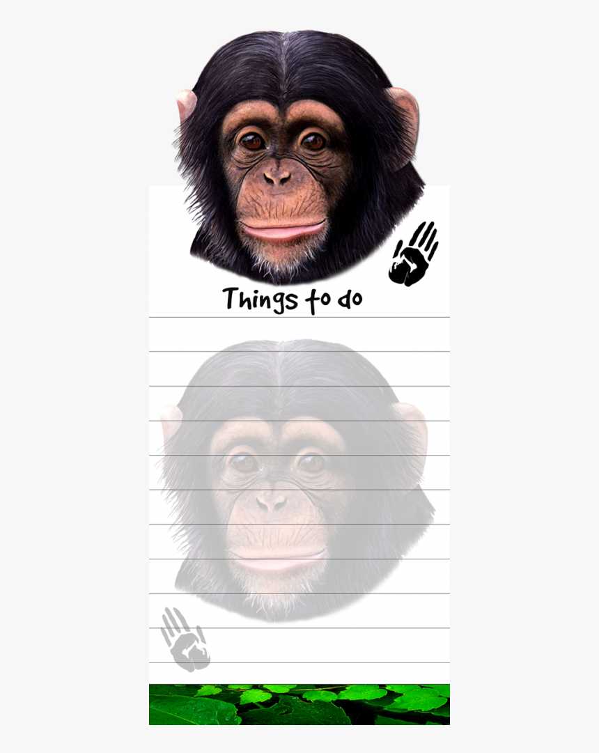 Chimpanzee - Common Chimpanzee, HD Png Download