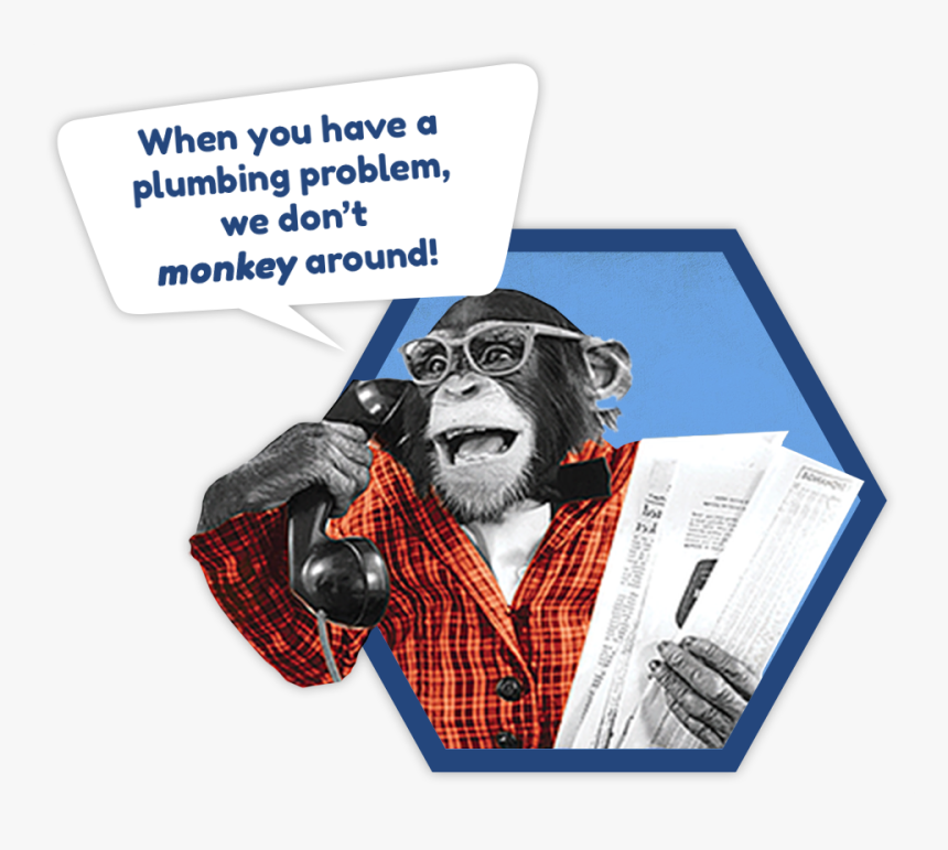 Common Chimpanzee, HD Png Download