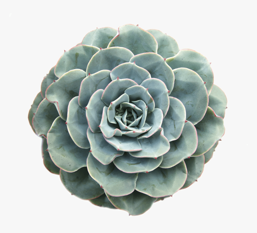 Succulent Cactus Plant Plantsarefriends Tumblr Arthoe - Succulent Colors Png Transparent, Png Download
