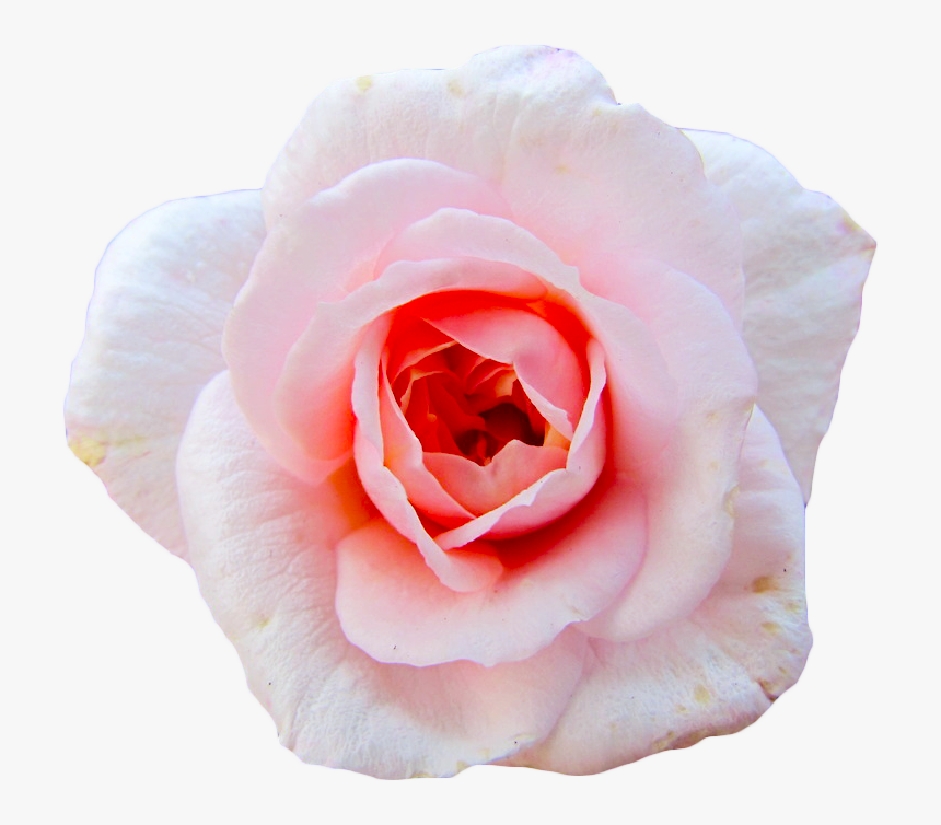 Cut Flowers Garden Roses Centifolia Roses Petal Aesthetic Transparent