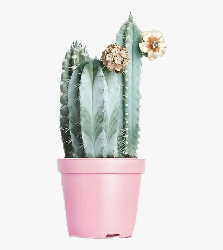 #iok #picsart #png #tumblr #ayigomez #cactus
instagram - Cactus, Transparent Png