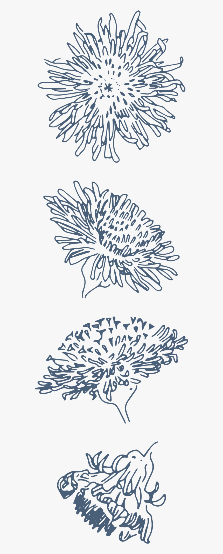 Transparent Funny Pngs - Chrysanths, Png Download