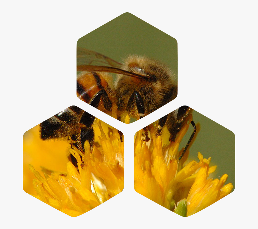 Transparent Pollen Png - California Honey Bee, Png Download