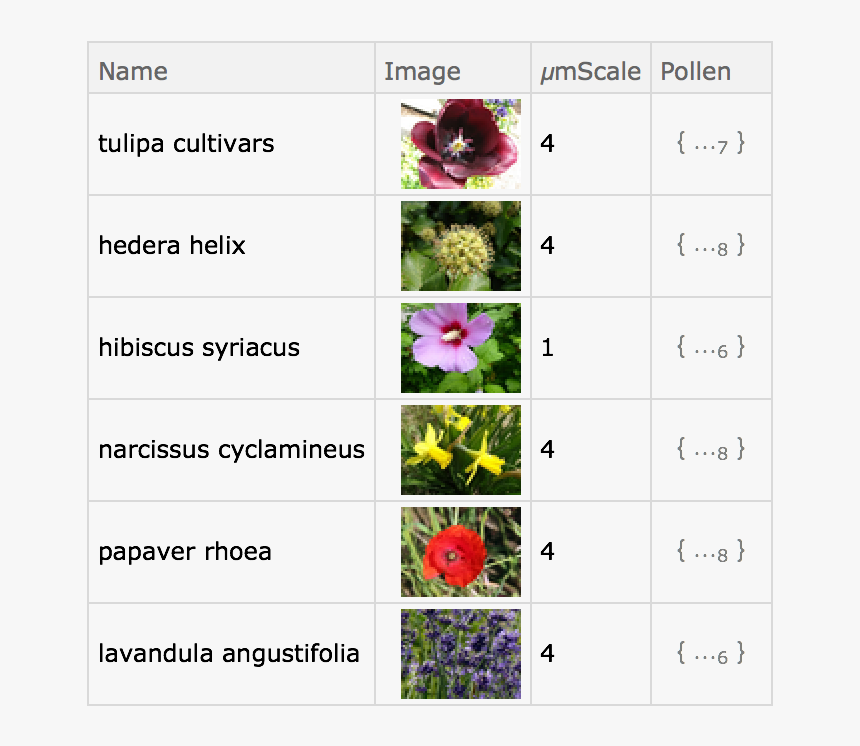 African Daisy, HD Png Download