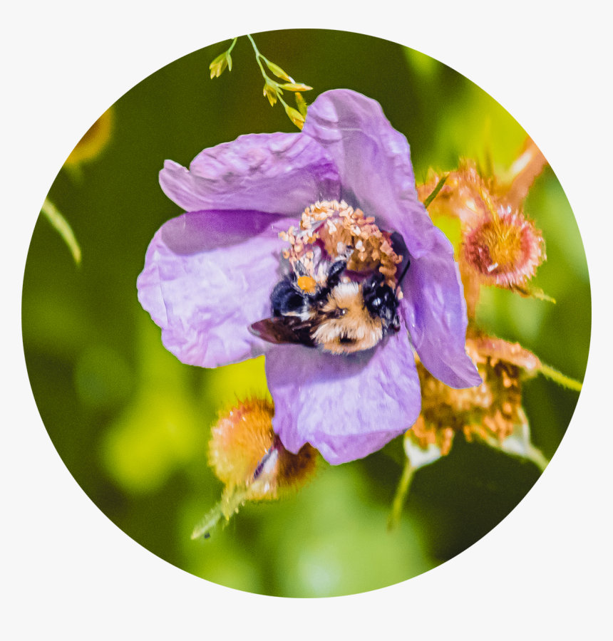 Pollen Feet - 
on Society6 - - Prickly Rose, HD Png Download