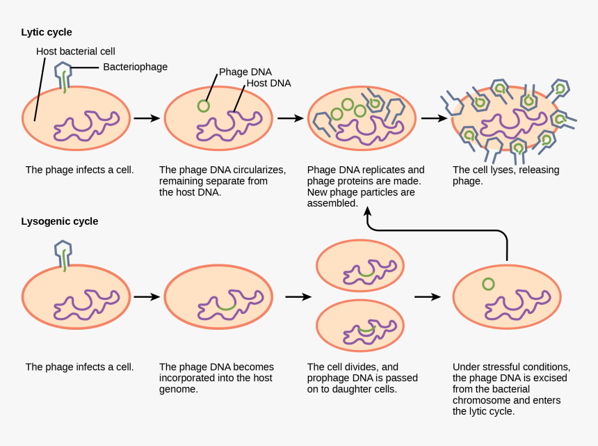 Hiv Vector Pollen - Lytic And Lysogenic Cycle, HD Png Download