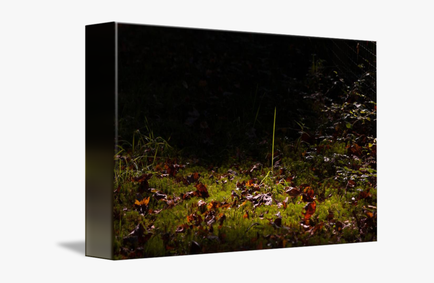 One Blade Of Grass - Grass, HD Png Download