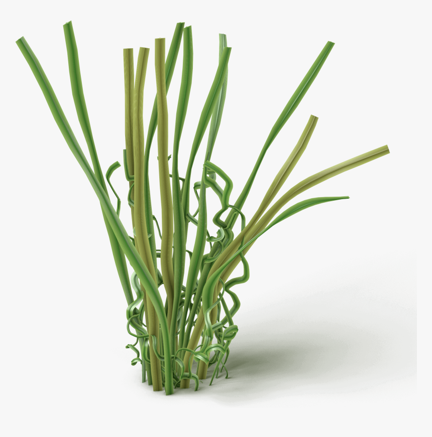 Chives, HD Png Download