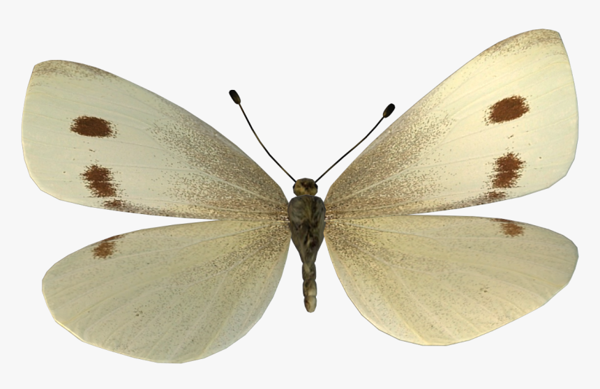 Cabbage Butterfly, HD Png Download