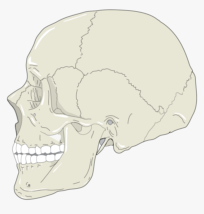 Realistic Human Skull Profile View Clip Arts - Profile Bone Of The Skull, HD Png Download