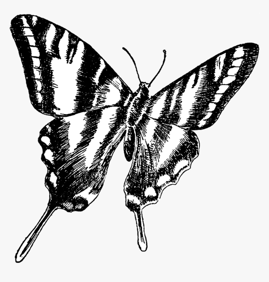 Zebra Swallowtail Butterfly Clip Art, HD Png Download