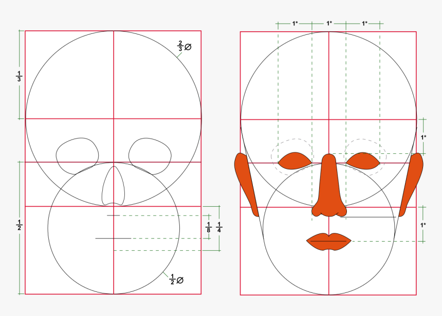 Human Head Size, HD Png Download