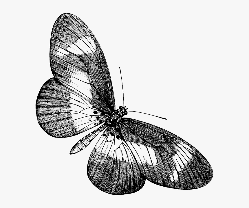 Transparent Black And White Butterfly, HD Png Download