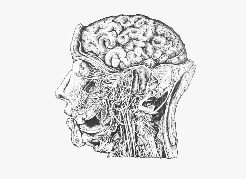 Human Head, HD Png Download