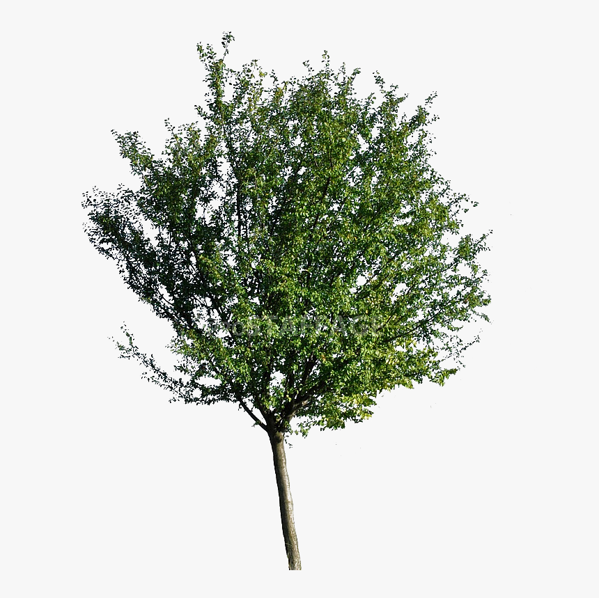 Arbol De Neem Png, Transparent Png