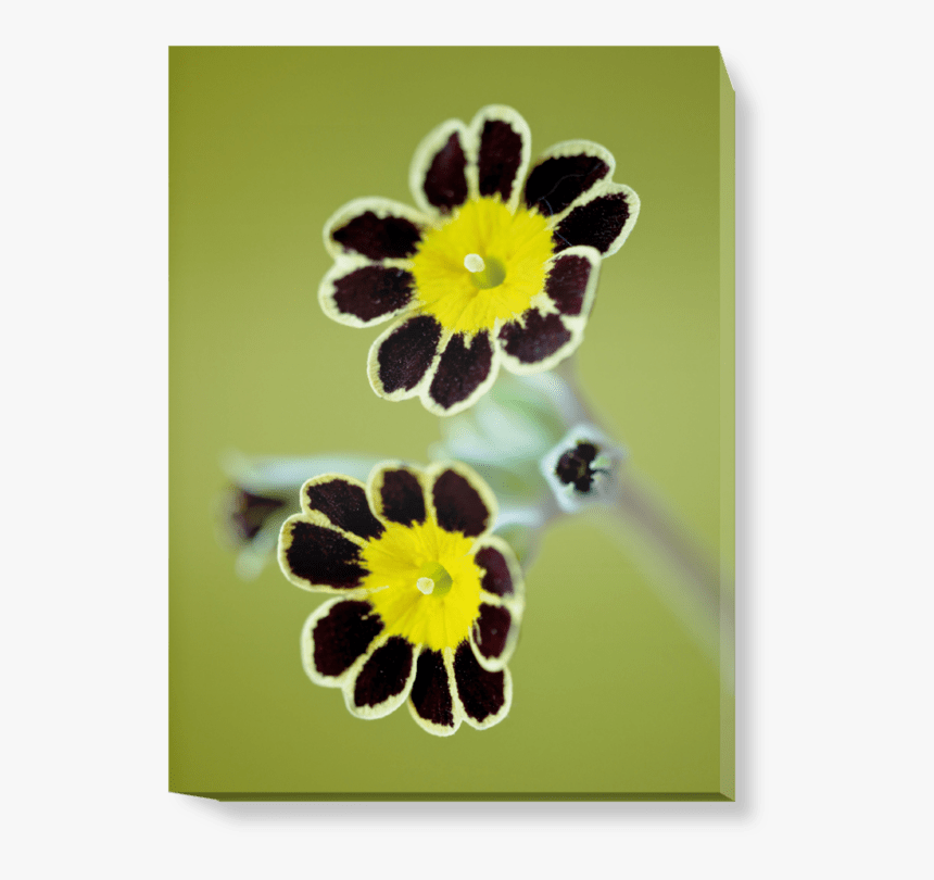 Daisy, HD Png Download