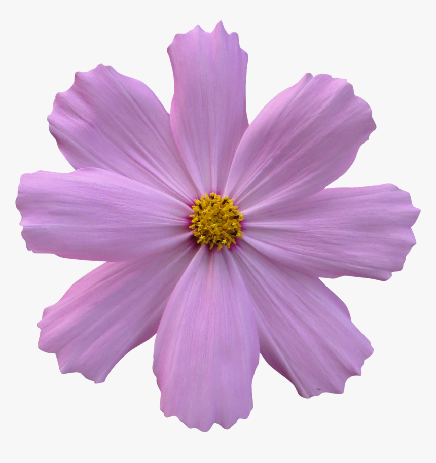 Purple Flower With Clear Background, HD Png Download