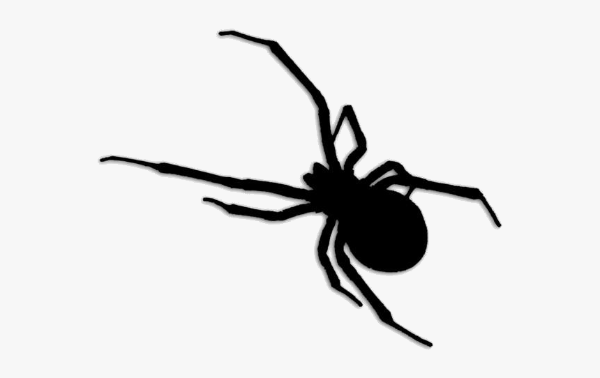 Wild Insects Png Transparent Images - Black Widow Brown Recluse Spider, Png Download